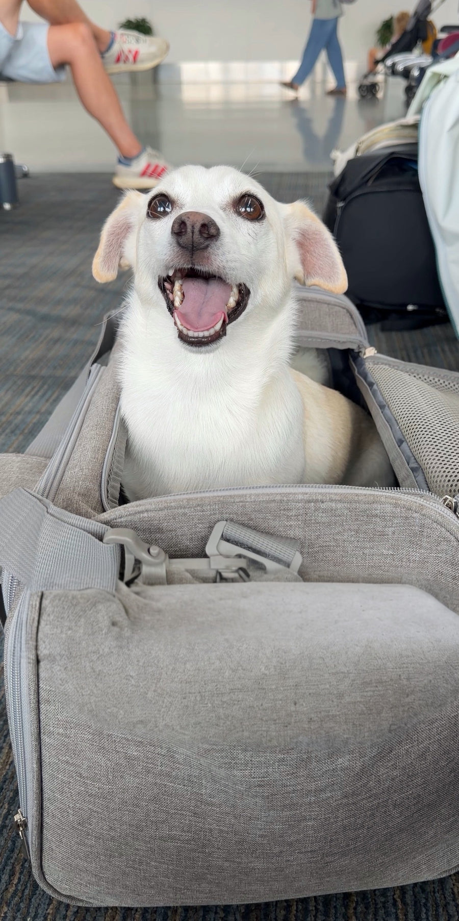 How To Fly With Your Dog E-Book