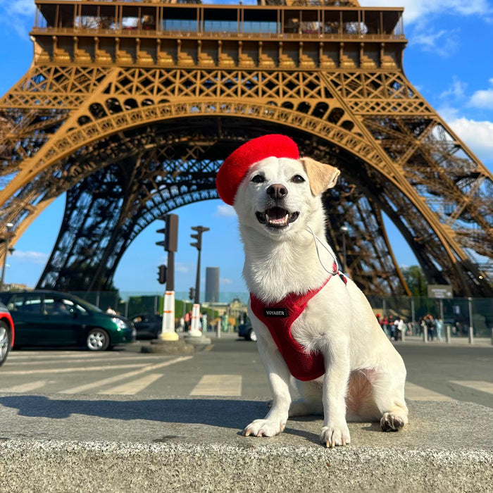 Elko the rescue dog wearing the red Le Beret Rouge dog beret in front of the Eiffel Tower in Paris