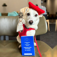 Elko wearing the red Le Beret Rouge dog beret, waving next to his EU pet passport